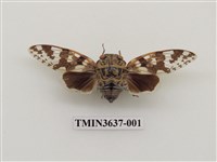 藏品(小蟪蛄)的圖片